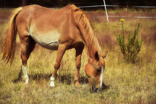 horse grazing