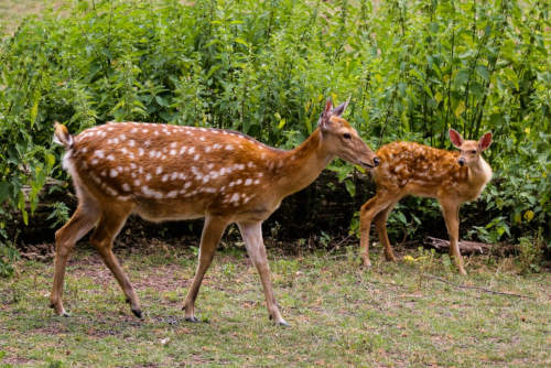 two deer