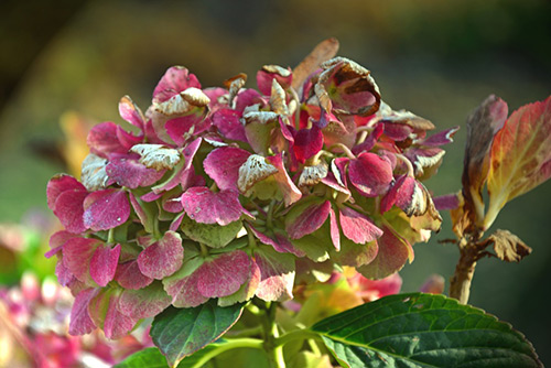 flowers