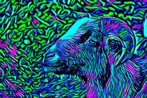 goat pic turned into illustration