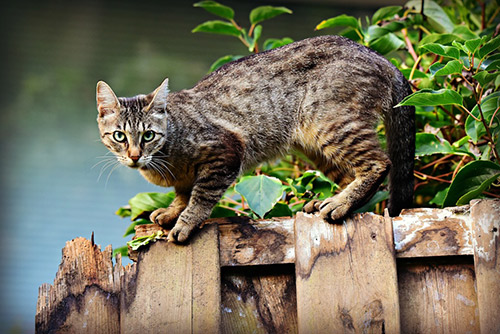 cat on fence