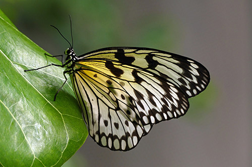 butterfly on leaf