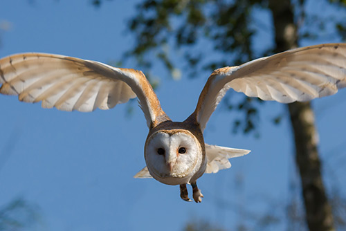 owl flying